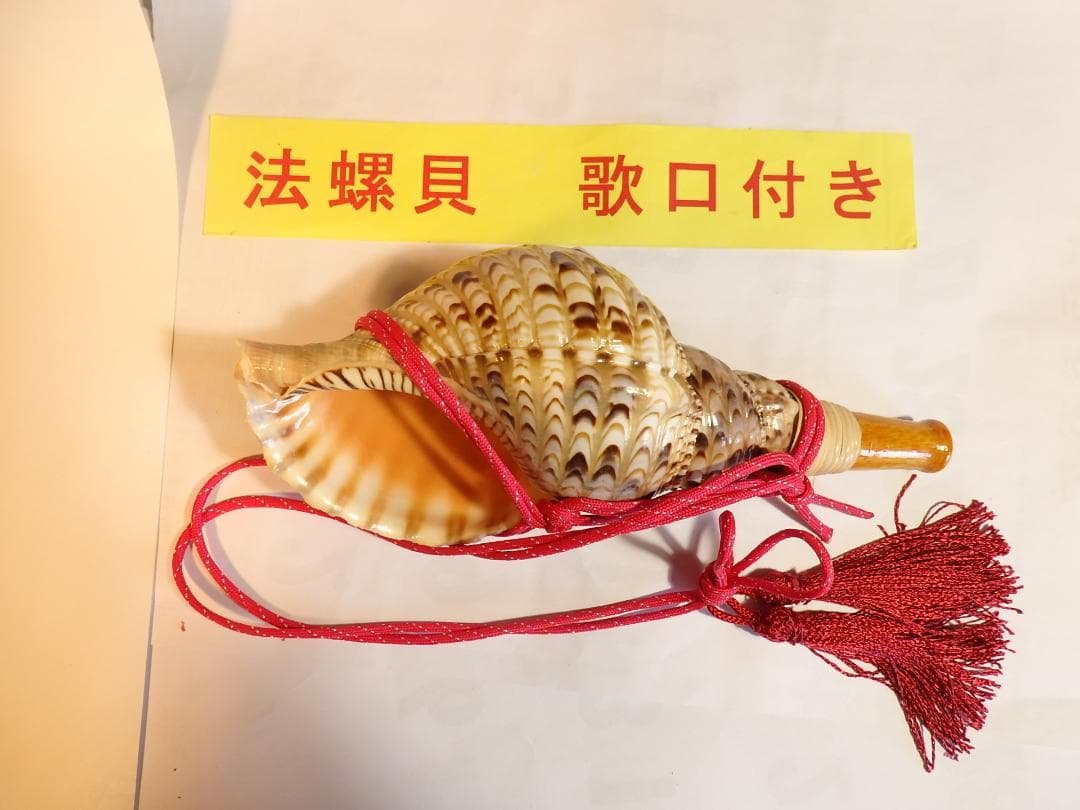 法螺貝 約28㎝ 木製歌口,赤紐付　新品　 MH-444 法螺貝 大 約40cm 歌口付き 品番40-02 | 多田商店 法螺貝と和装の専門店
